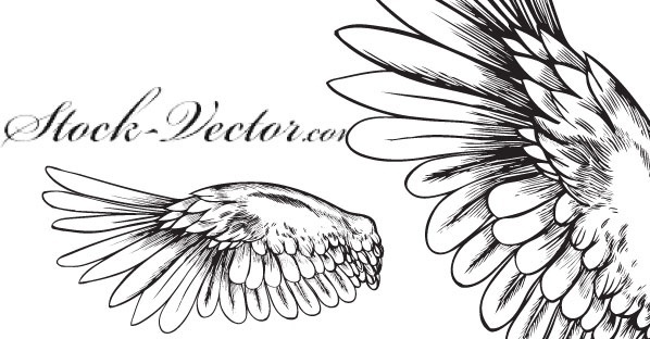 598x312 Baby Angel Wings Free Vector Download