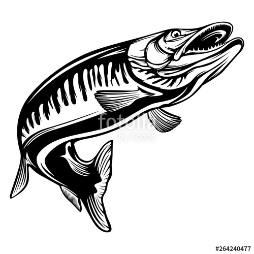 500x500 Pike Fishing Emblem Shirt Pike Fish Logo Vector Outdoor Fishing