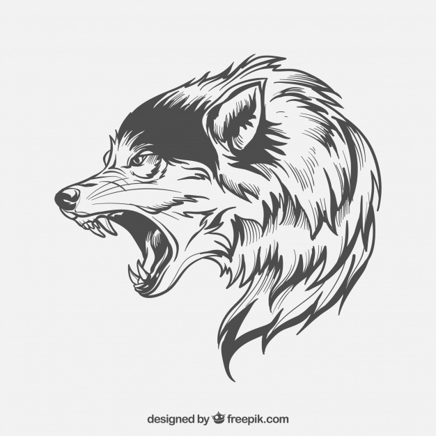 626x626 Wolf Vectors, Photos And Free Download
