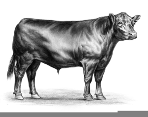 300x238 Black Angus Cattle Clipart Free Images