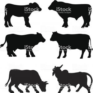 300x300 Cow Silhouette Icon Black Angus Vector Hoodamathrun