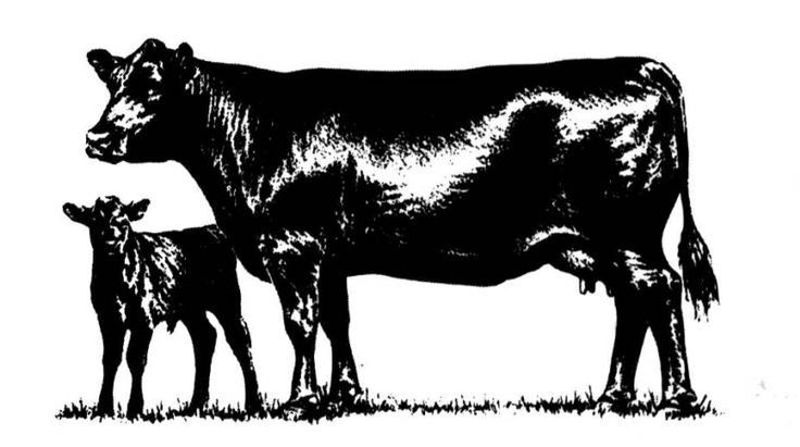 736x411 Cow Free Angus Clip Art Angus Merchandise Cattle Clip Cricut