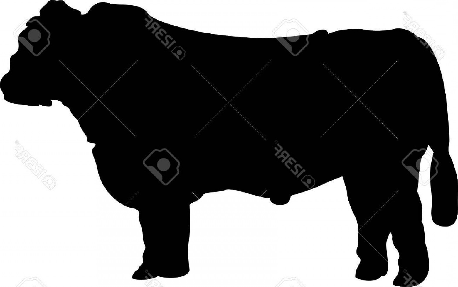 Angus Vector At Vectorified.com | Collection Of Angus Vector Free For ...