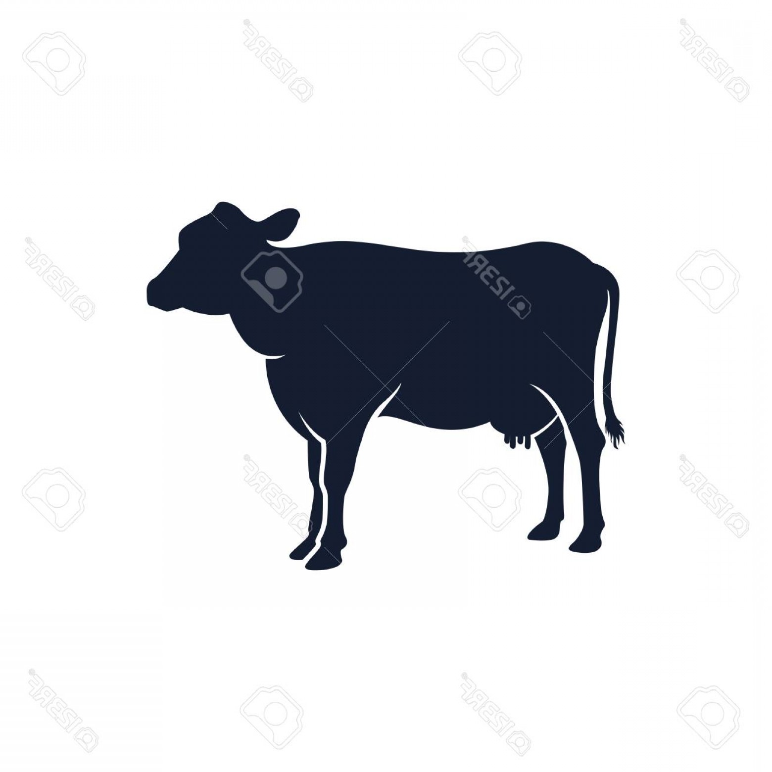 1560x1560 Angus Cow Vector Cqrecords