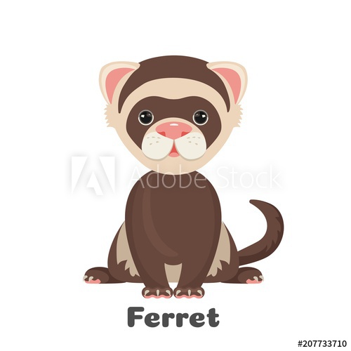 Ferret Animal With Wide Open Eyes Vector Illustration Isolated 500x500 Ferret Animal With Wide Open Eyes Vector Illustration Isolated