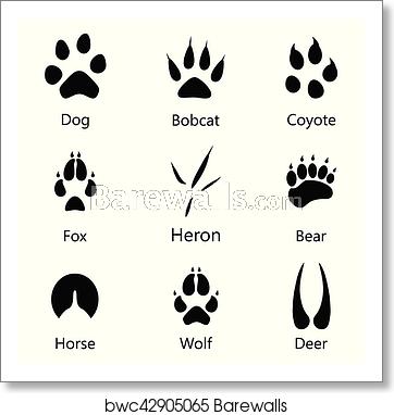 Animal Footprints Vector, Art Print Barewalls Posters Prints 362x382 Animal Footprints Vector, Art Print Barewalls Posters Prints