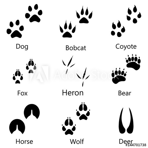 Animal Footprints Vector at Vectorified.com | Collection of Animal ...