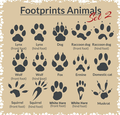 Animal Footprints Vector Free Vector Download 383x368 Animal Footprints Vector Free Vector Download