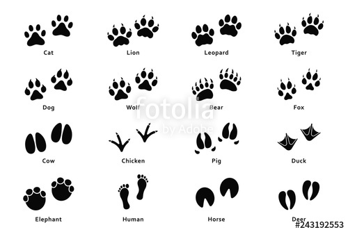Animals Footprints, Paw Prints Set Of Different Animals And Birds 500x334 Animals Footprints, Paw Prints Set Of Different Animals And Birds