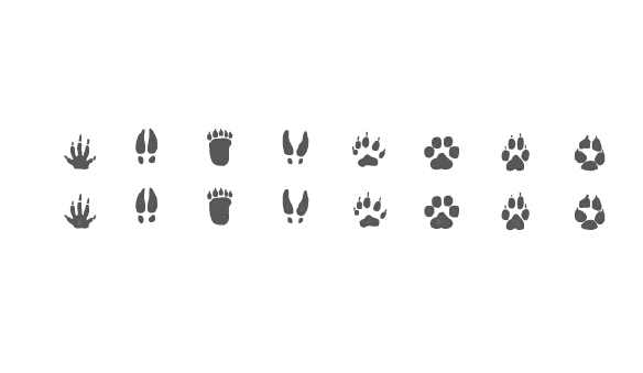 Different Animal Footprint Vector Graphics Free Download 584x339 Different Animal Footprint Vector Graphics Free Download
