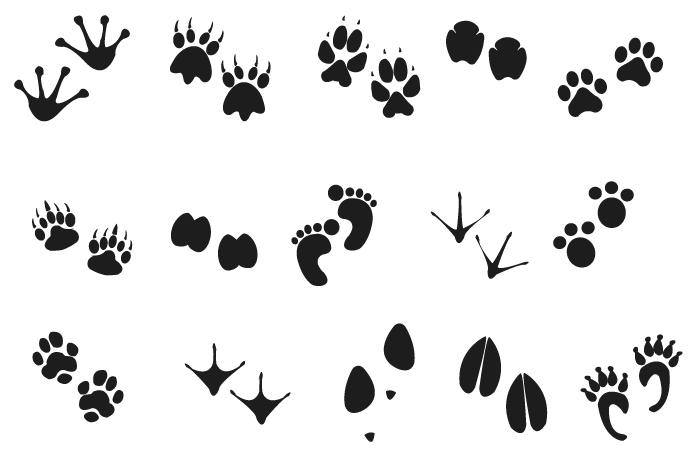 Human Animal Footprints 690x462 Human Animal Footprints