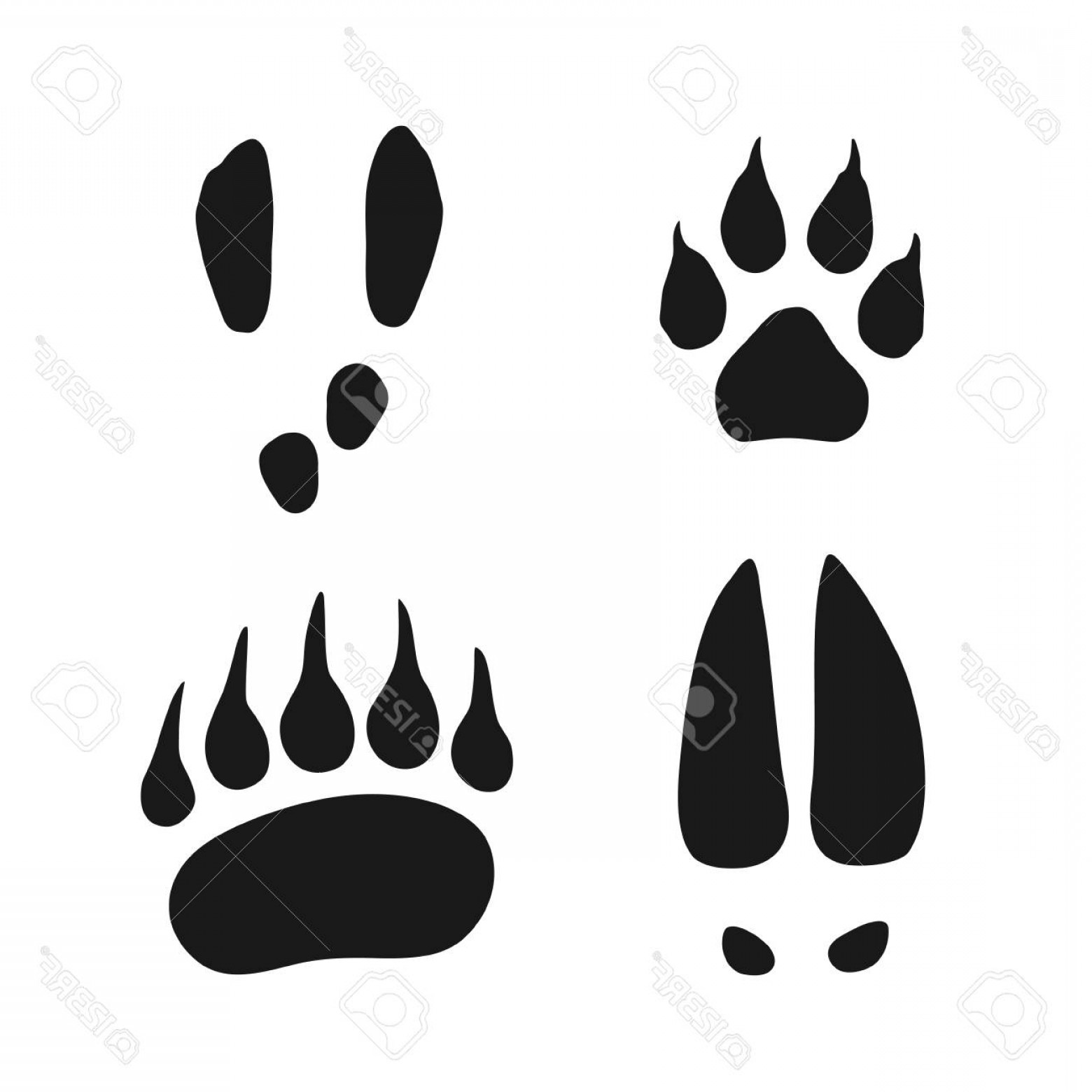 Photostock Vector Wild Animals Footprints Set Wolf Bear Hare 1560x1560 Photostock Vector Wild Animals Footprints Set Wolf Bear Hare