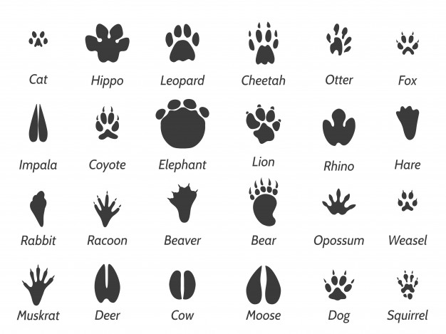 Animal Footprints Vector at Vectorified.com | Collection of Animal ...