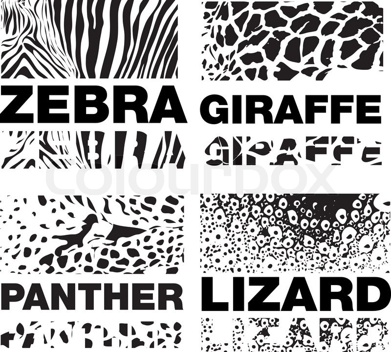 Animal Skin Pattern Set Of Leopard Stock Vector Colourbox 800x720 Animal Skin Pattern Set Of Leopard Stock Vector Colourbox