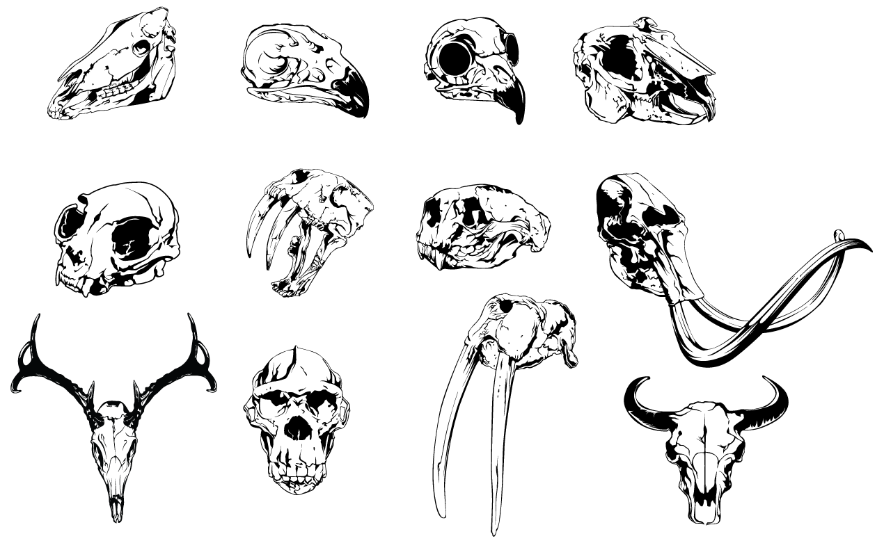 1270x778 Animal Skulls Vector Pack