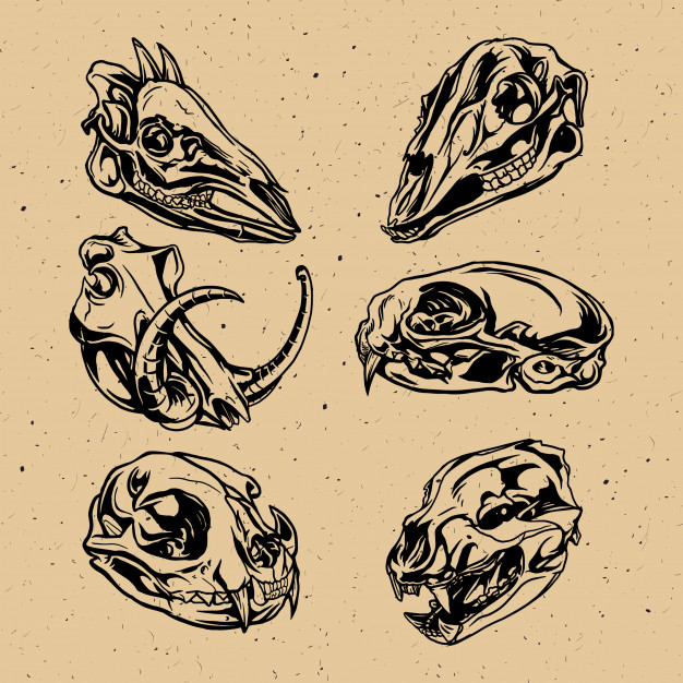 626x626 Animal Skull Vector Vector Premium Download
