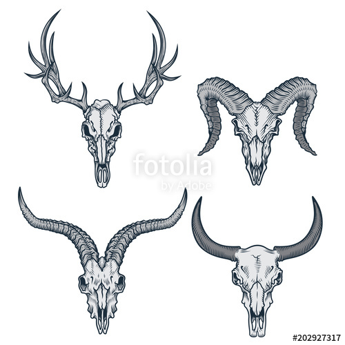 500x500 Animal Skulls Set Vector Illustration Of Deer Skull, Goat Skull