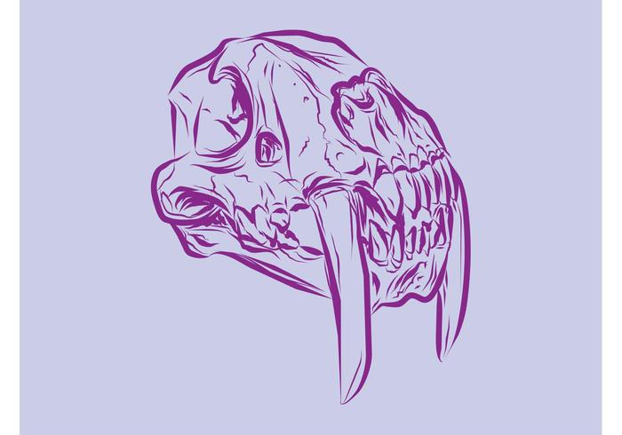 700x490 Animal Skull Vector Stock Images