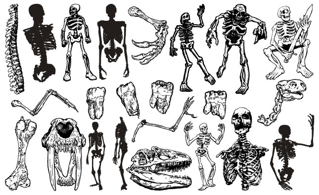 645x395 Skeletons Vector Pack For Adobe Illustrator