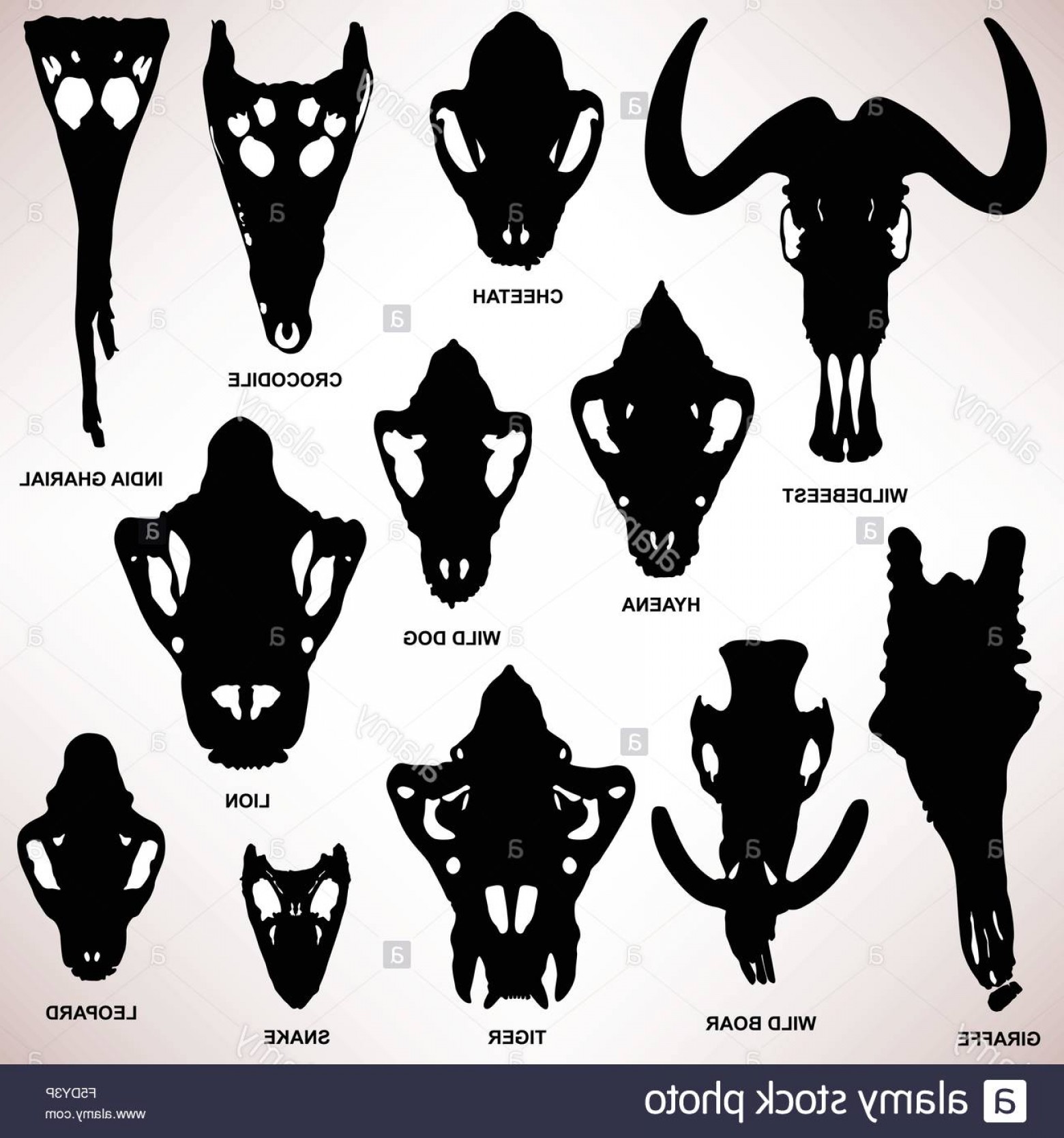 Animal Skull Vector at Vectorified.com | Collection of Animal Skull ...