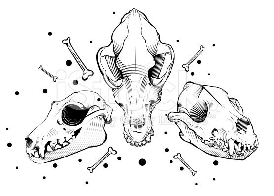 556x397 Vector Dog Skull Stock Vector Art More Images Of American