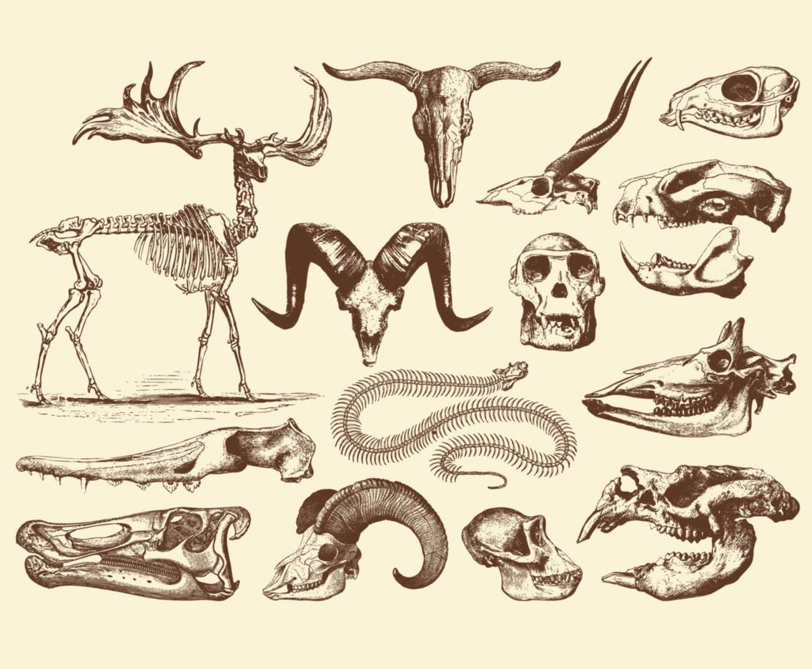 1136x936 Animal Skulls Vector Art Graphics