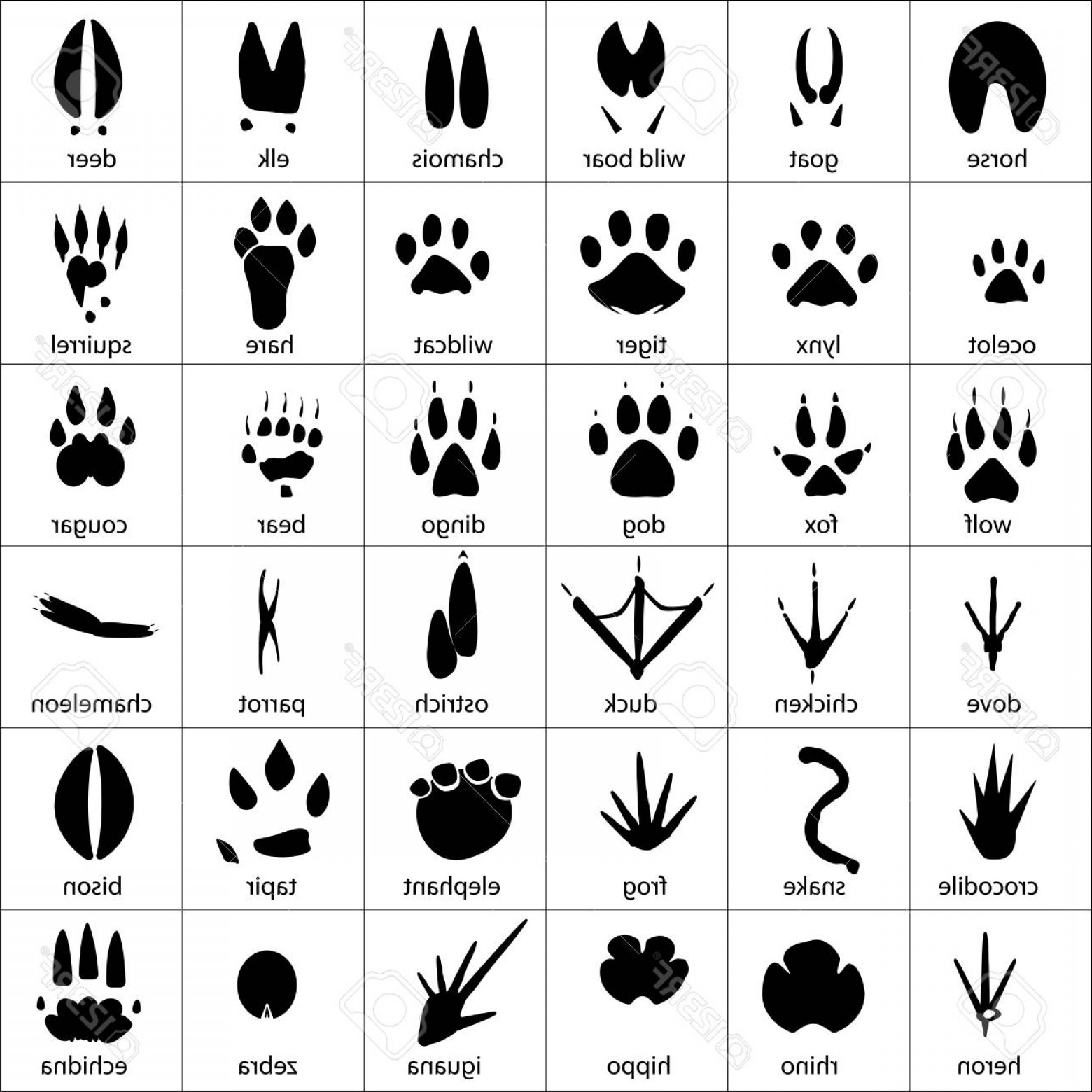 1560x1560 Footprints Vector Art Lamaison