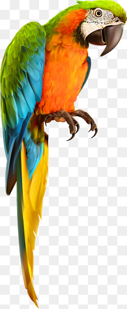 260x629 Parrot Bird Animal Vector Material, Anim