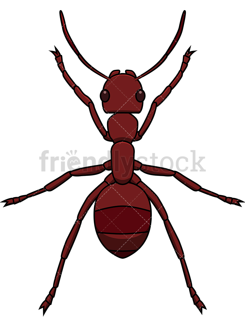 Red Ant Top View Cartoon Vector Clipart 800x1067 Red Ant Top View Cartoon Vector Clipart