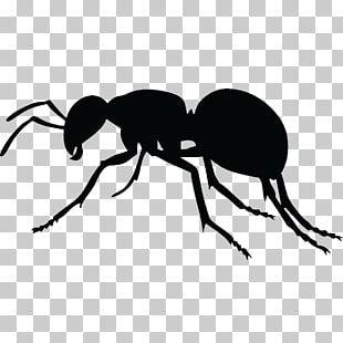 310x310 Ants Vector Png Cliparts For Free Download Uihere