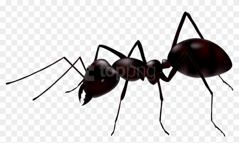 840x503 Free Png Download Ant Clipart Png Photo Png Images