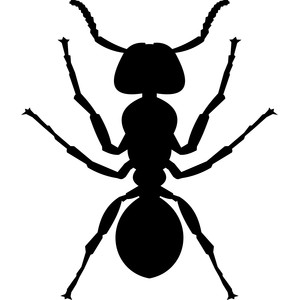 300x300 Huge Collection Of 'ant Silhouette' Download More Than Images