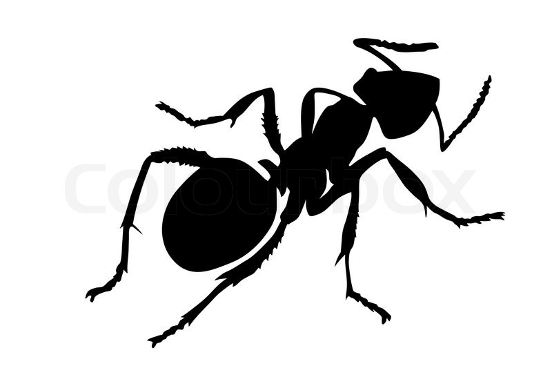 800x543 Vector Silhouette Ant On White Stock Vector Colourbox