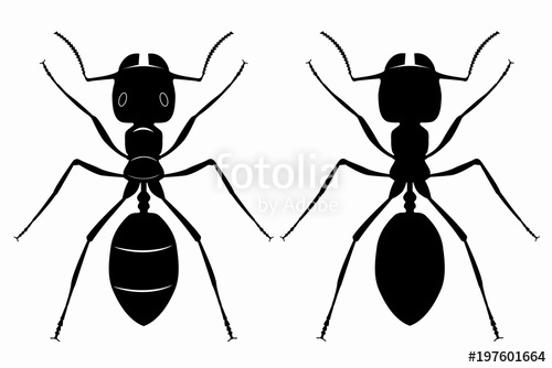500x334 Silhouette Of Ant Vector Draw Stock Image And Royalty Free
