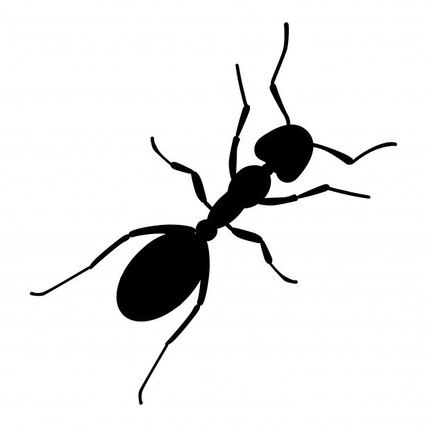 615x615 Ant Silhouette Free Stock Photo