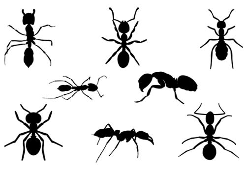 500x350 Ant Silhouette Vector Graphics Kids Table Silhouette Clip Art