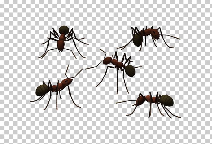 728x496 Ant Photography Png, Clipart, Ant, Antenna, Ants, Ants Vector, Ant