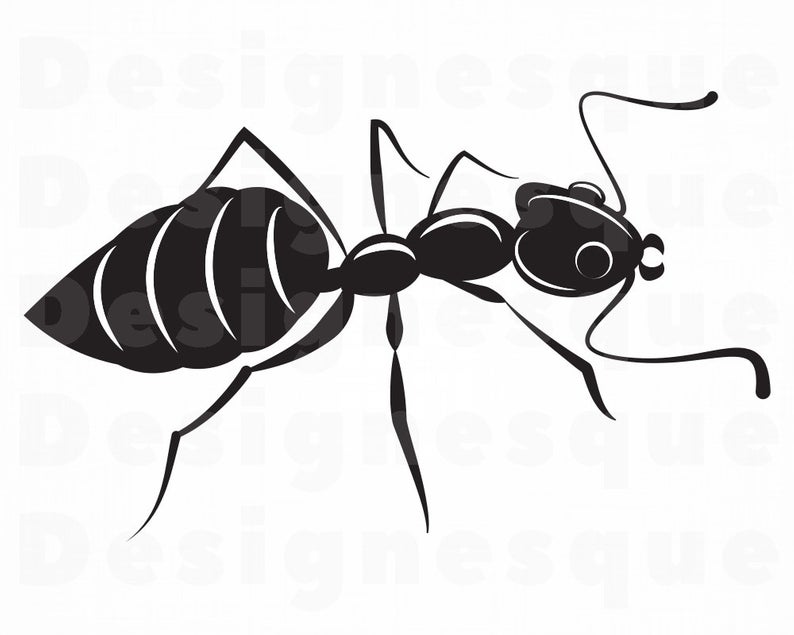 794x635 Ant Insect Ant Clipart Ant For Cricut Ant Etsy