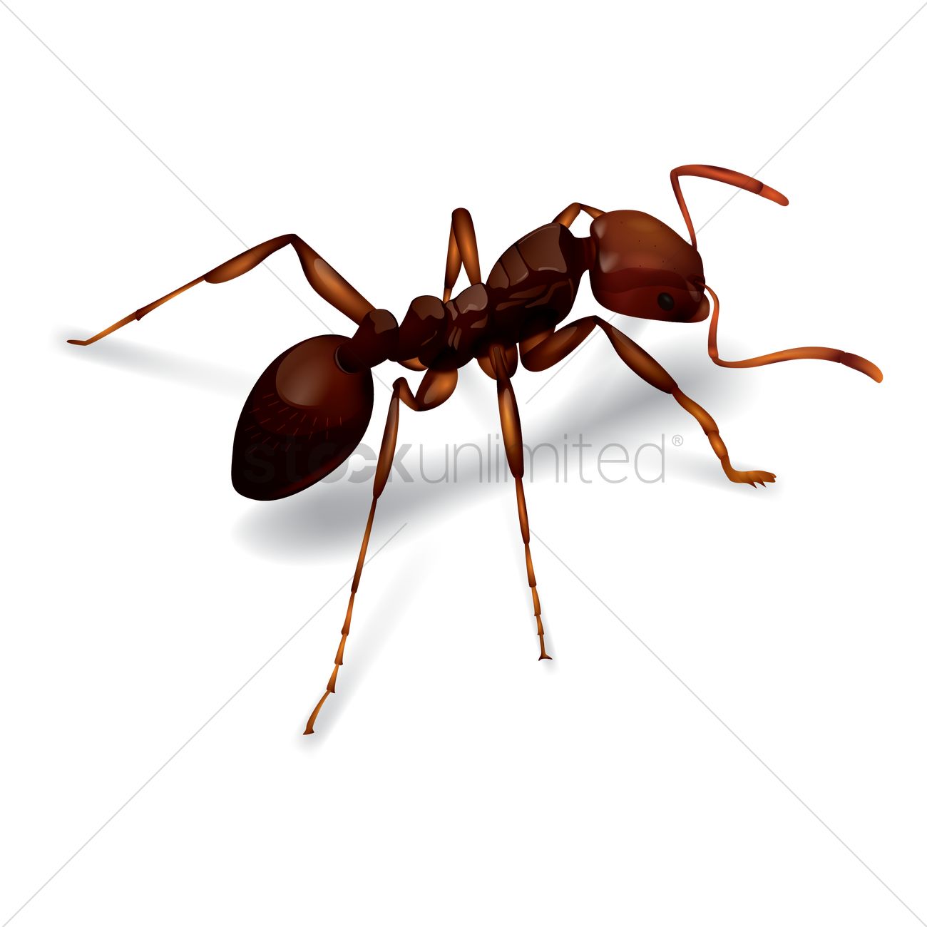 1300x1300 Ant Vector Image