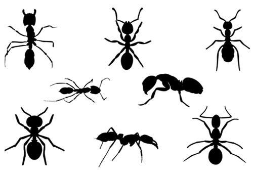 500x350 Ant Black And White Ant Silhouette Vector Graphics Clip