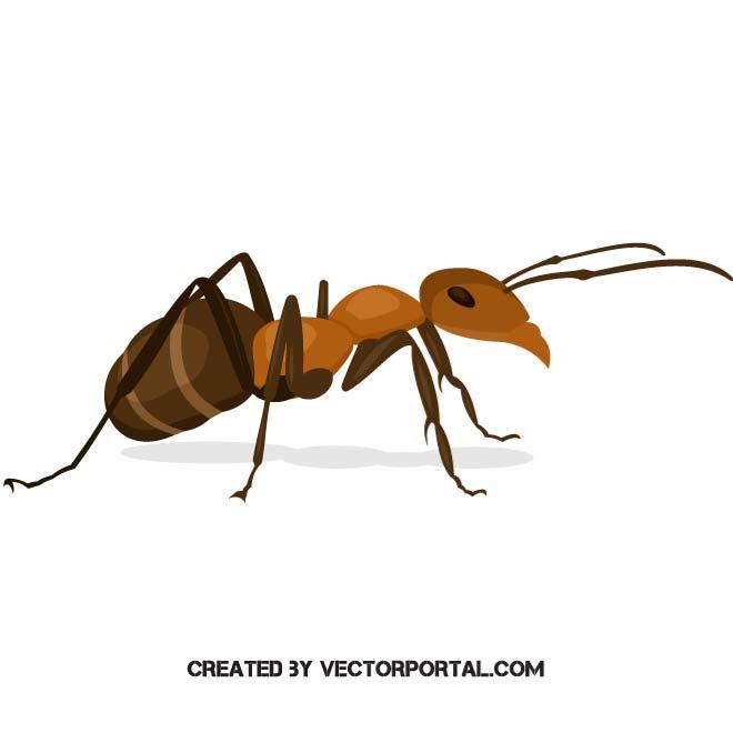 660x660 Image Of An Ant