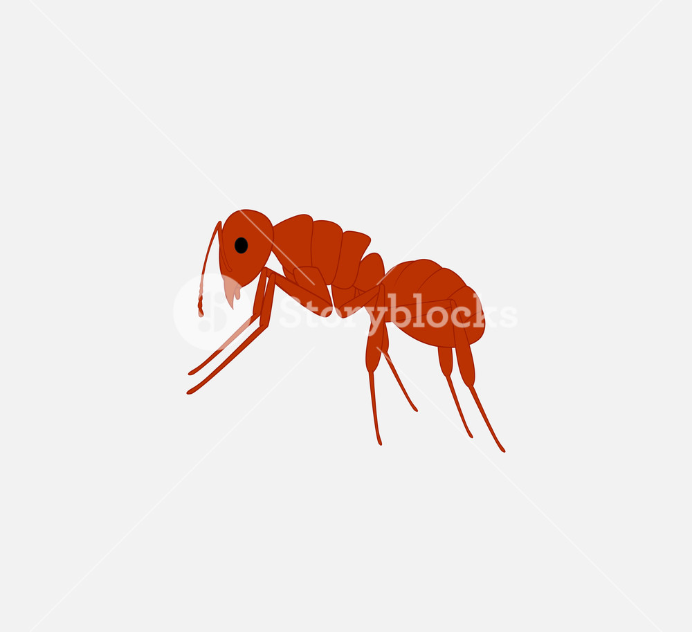 1000x913 Red Ant Vector Illustration Royalty Free Stock Image