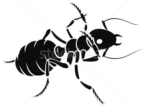 600x440 Ant Vector Illustration Aleksey Chizhikov