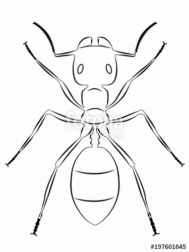375x500 Illustration Of Ant Vector Draw Stock Image And Royalty Free