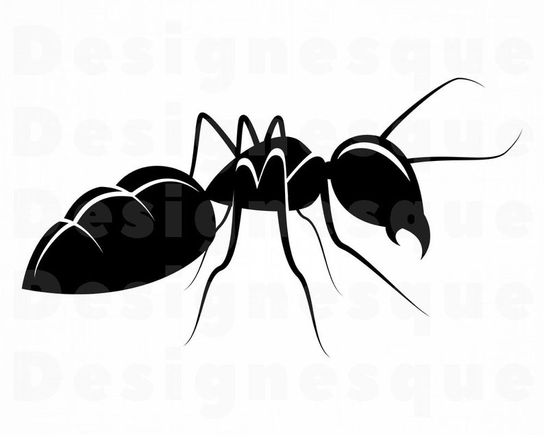 794x635 Ant Ant Insect Ant Clipart Ant For Etsy