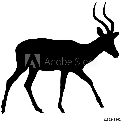 500x500 Impala Antelope