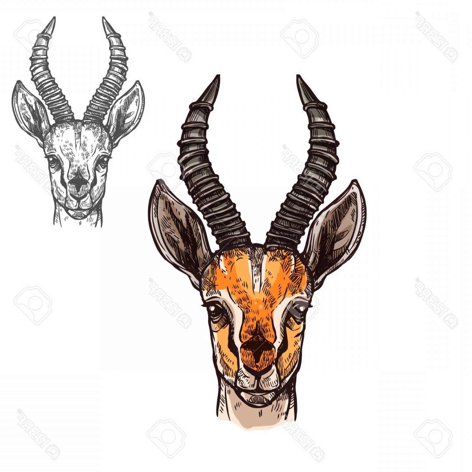 1560x1560 Photostock Vector Antelope African Wild Animal Head Or Muzzle