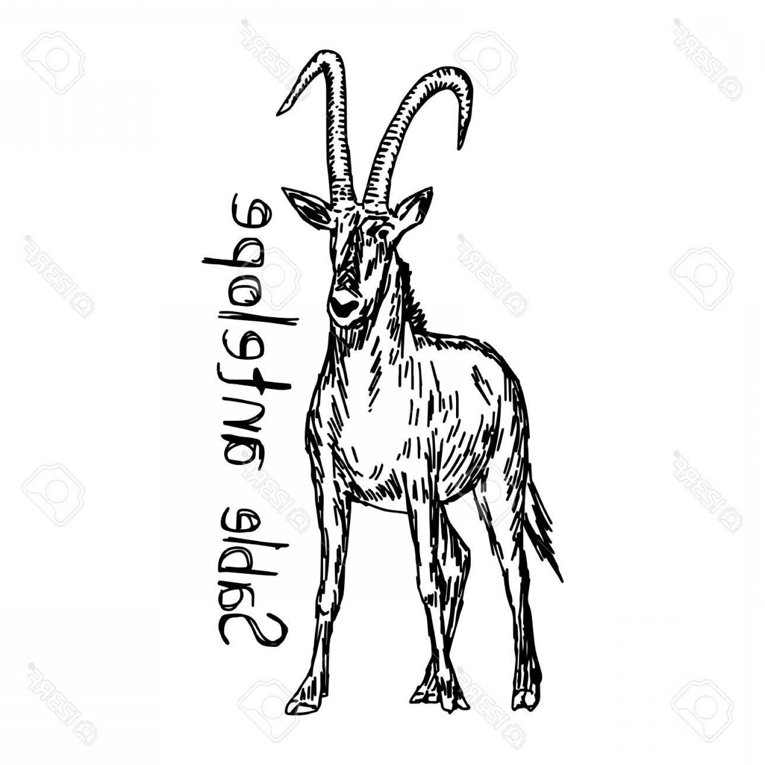 1560x1560 Photostock Vector Sable Antelope Vector Illustration Sketch Hand