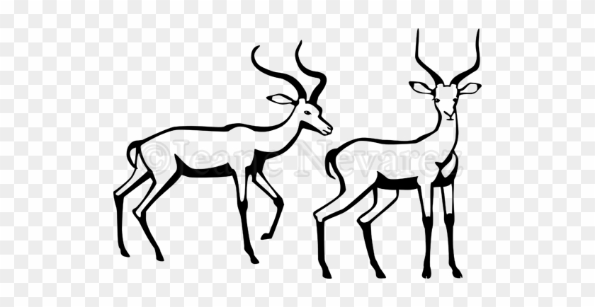 840x434 Two Male Impala Antelope In Black And White