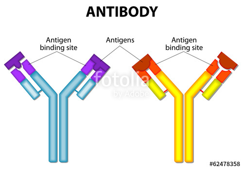 Antibody Vector At Vectorified.com 